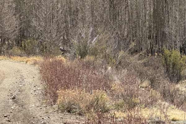 Futurity Gulch Road