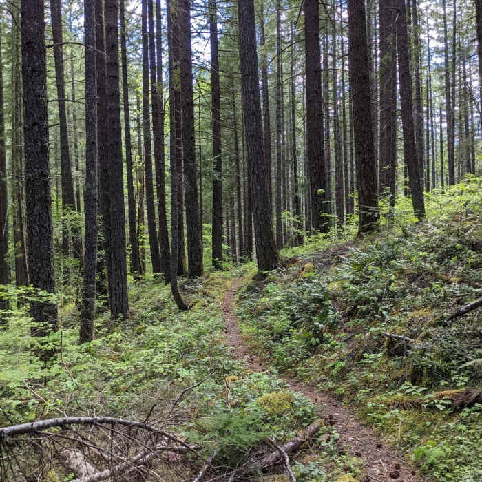 Near Olallie Trail (USFS Trail #3529)