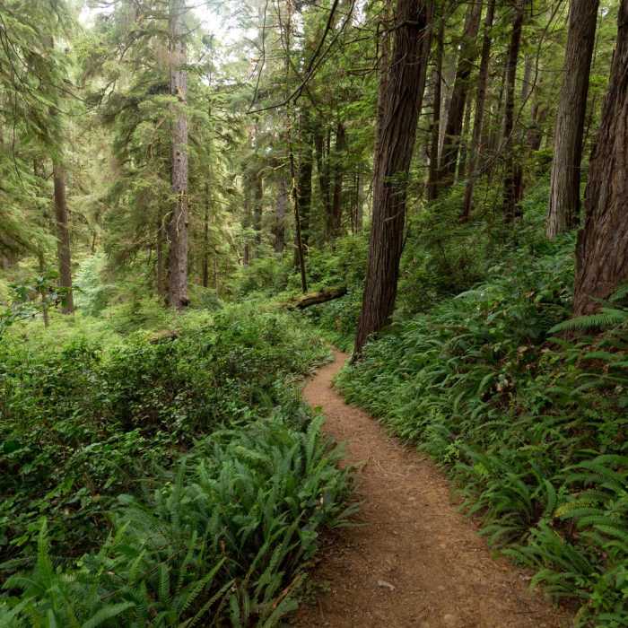 Near James Irvine Trail, Prairie Creek to Fern Canyon