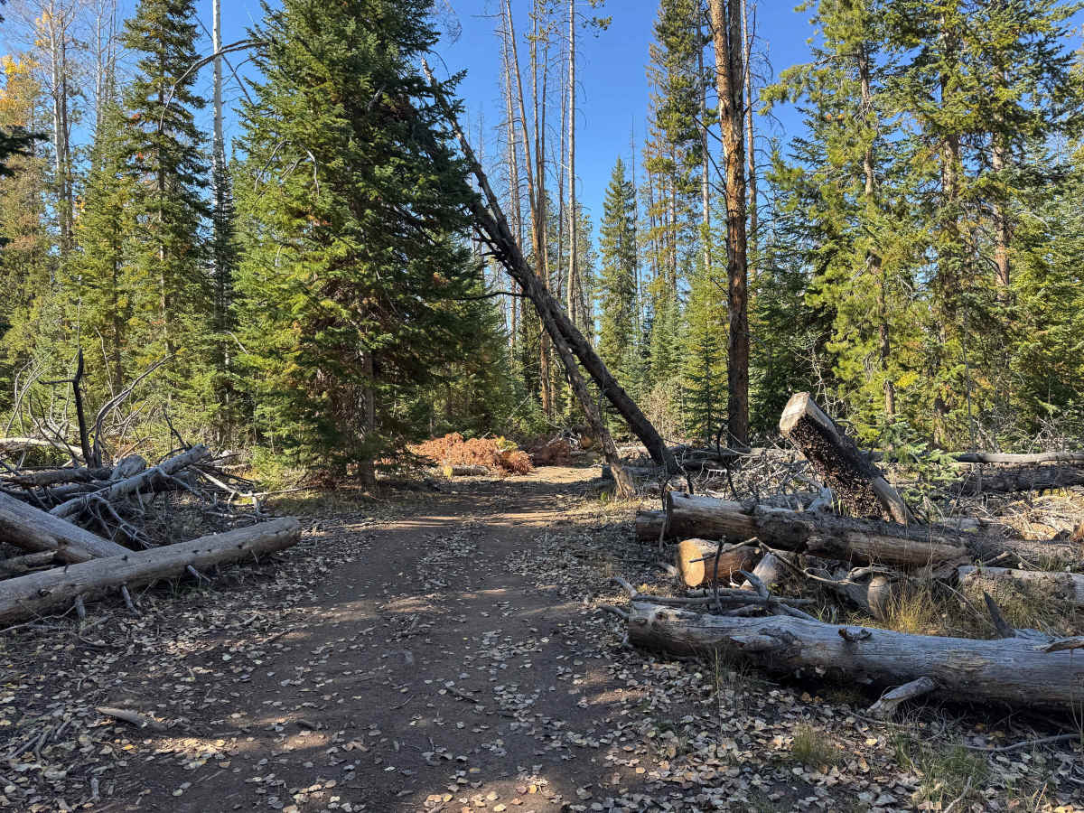 FS 555  trail photo