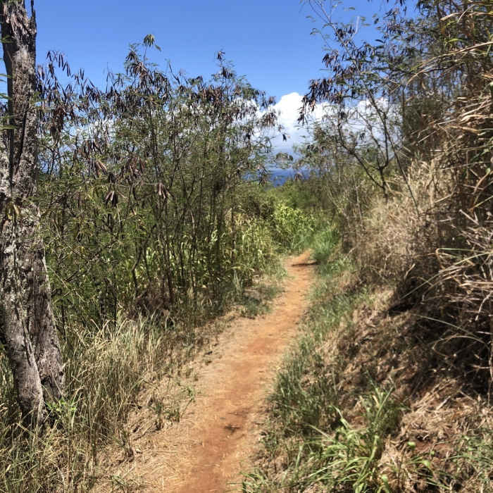 Nice reliable footing. Near Mahana Ridge Trail