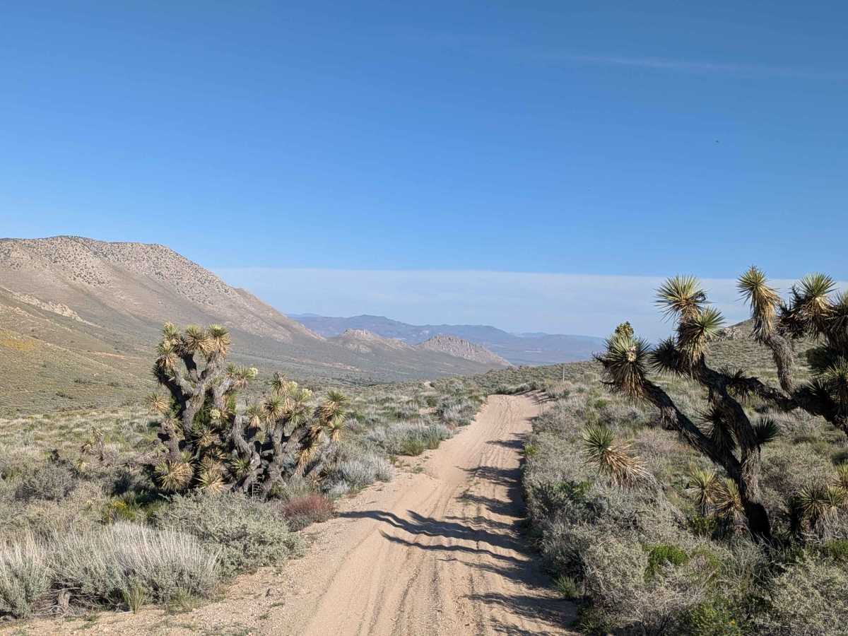 BLM SC42 photo 5
