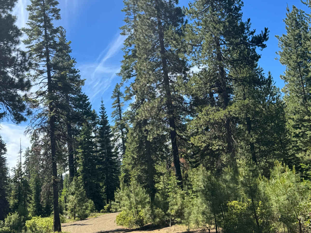 Dugout Lake - FS 1030-350 trail photo