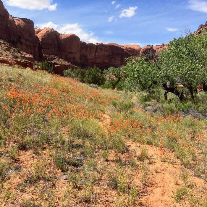 Near Little Death Hollow