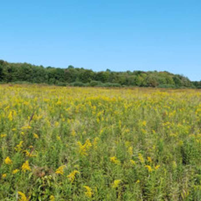 Near Frohring Meadows South Loop