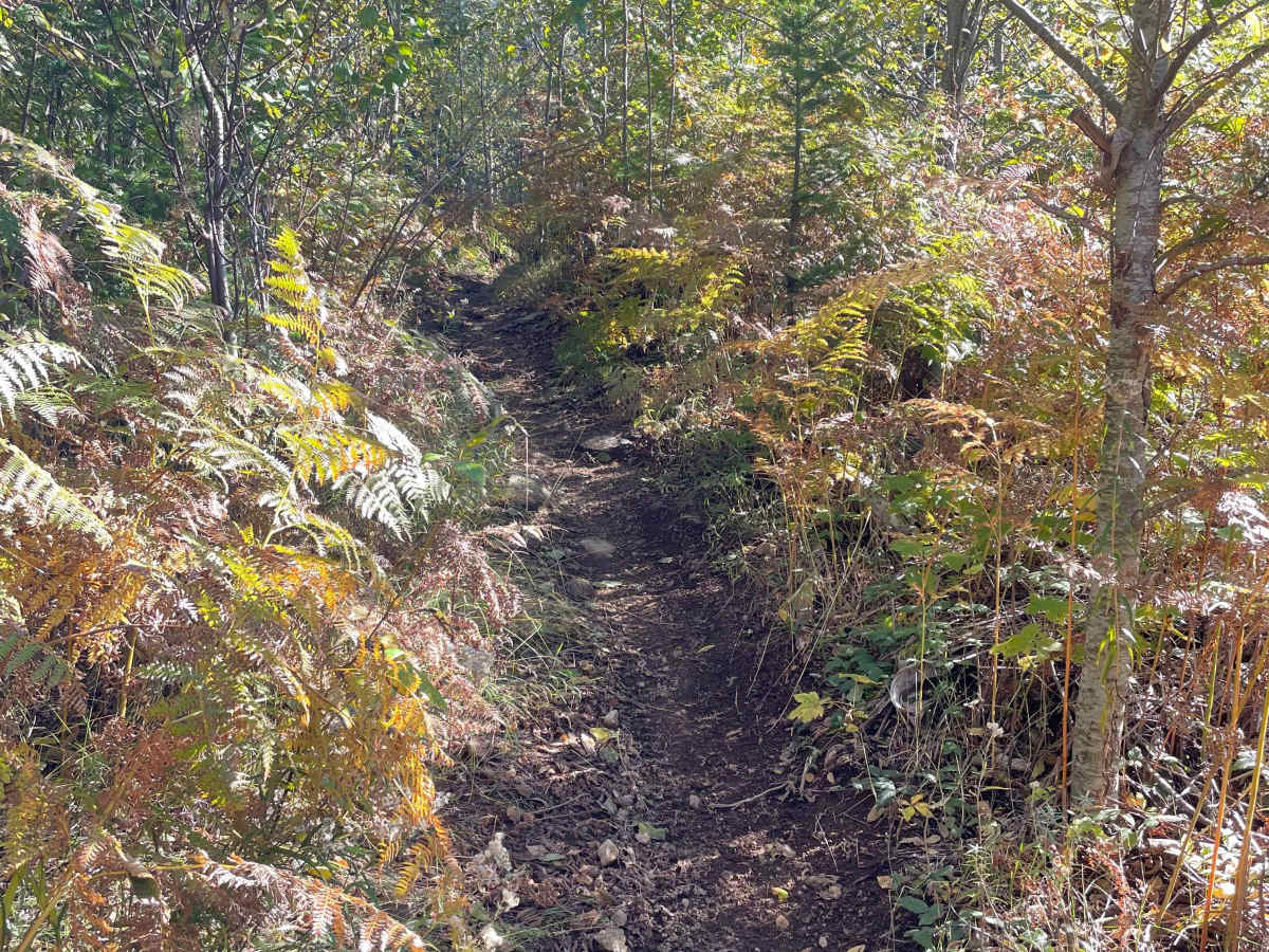 Clearcut Sidehill photo 6