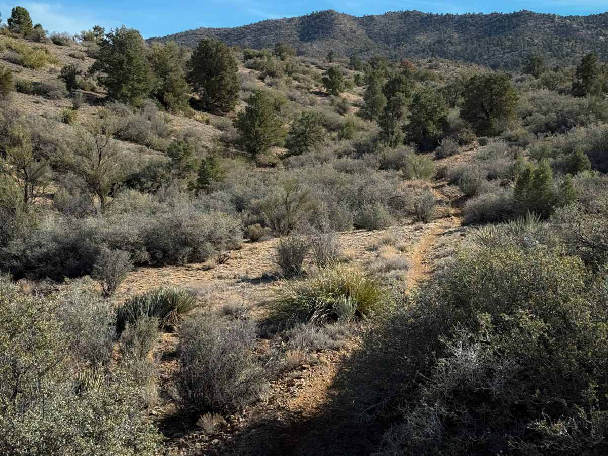 Hualapai Singletrack photo 5