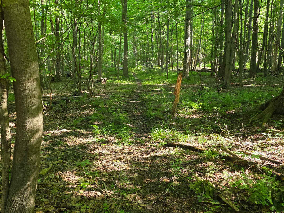 Single Track C7 photo 5