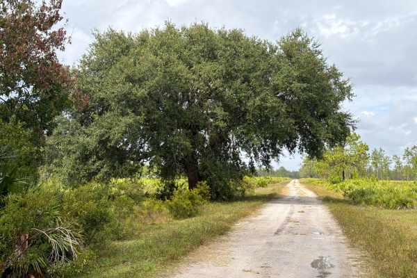Road 1 - Three Lakes WMA