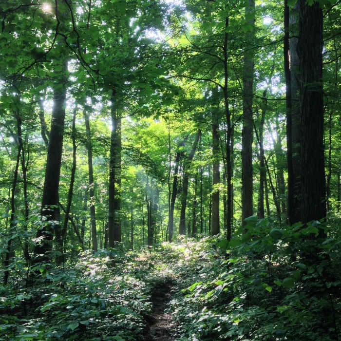 Near Sal Hollow Trail