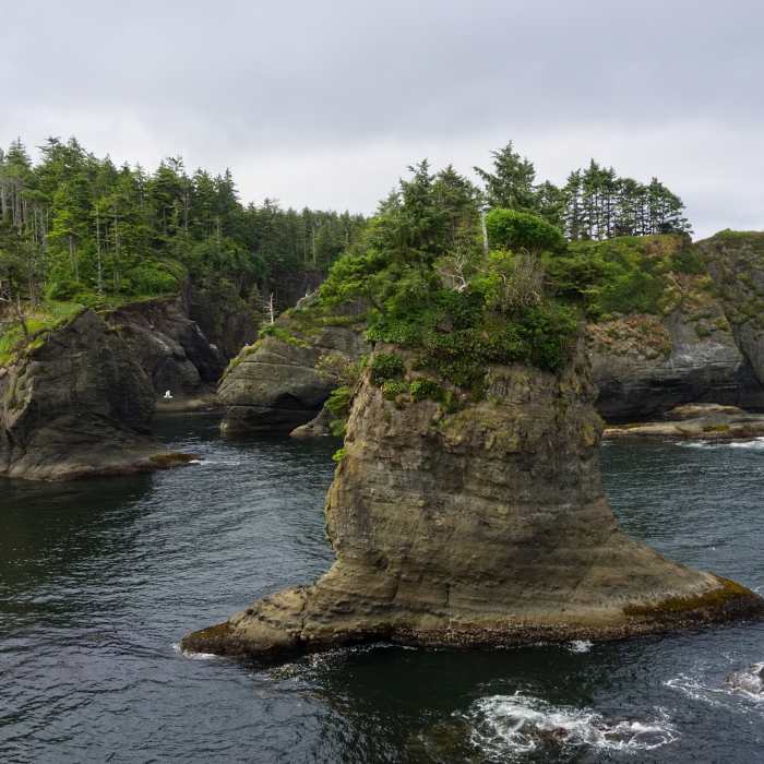 Near Cape Flattery Trail