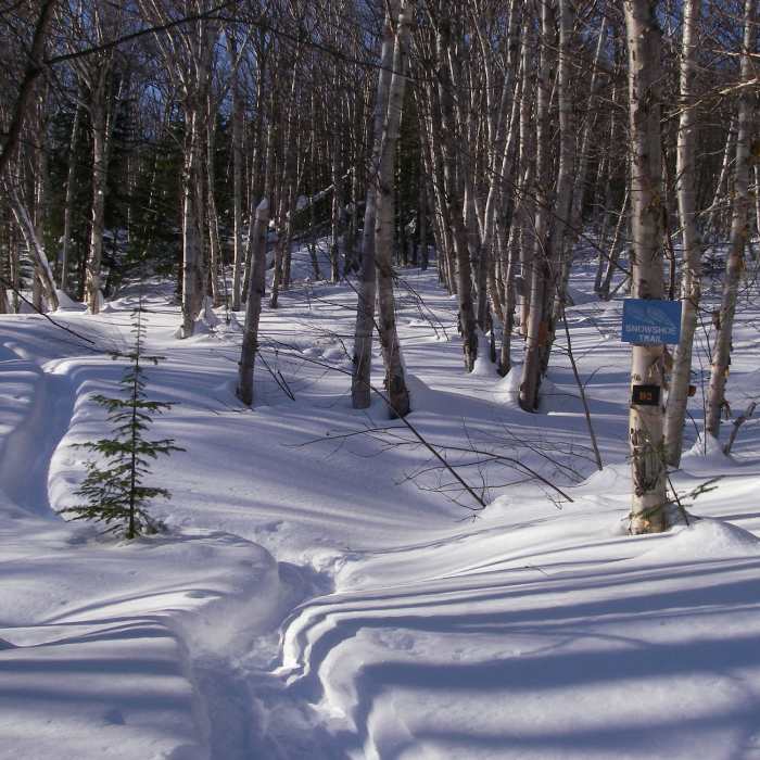 Beautiful birch grove on Snowshoe trail D2 off Games Trail. Near Snowshoe Route #1