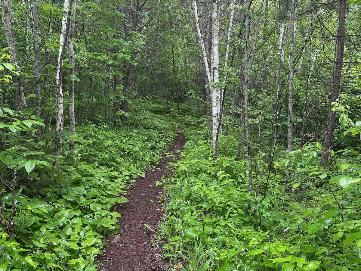 Alger Grade - Trail 9 photo 3
