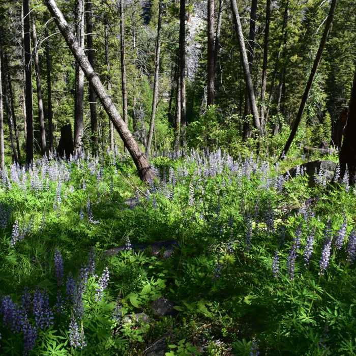Near Blodgett Canyon