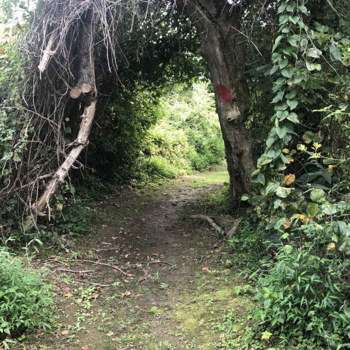 Near Beaver Pond to Basin Overlook Out-and-Back