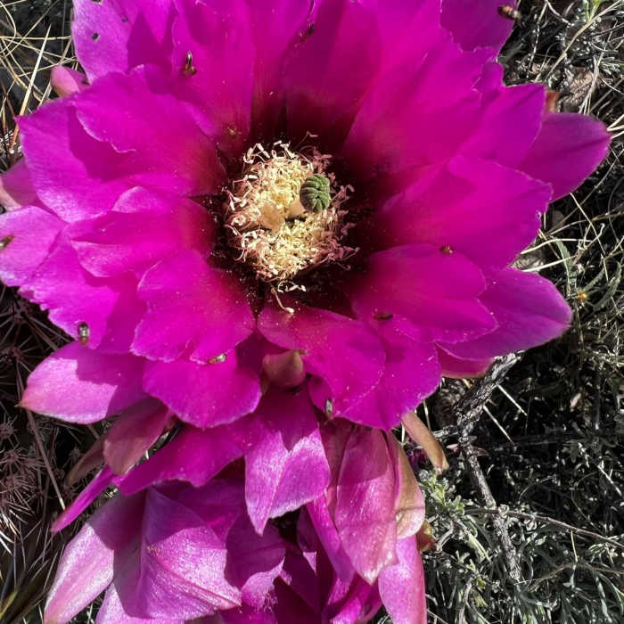 Near Arizona Trail Passage 15: Tortilla Mountains