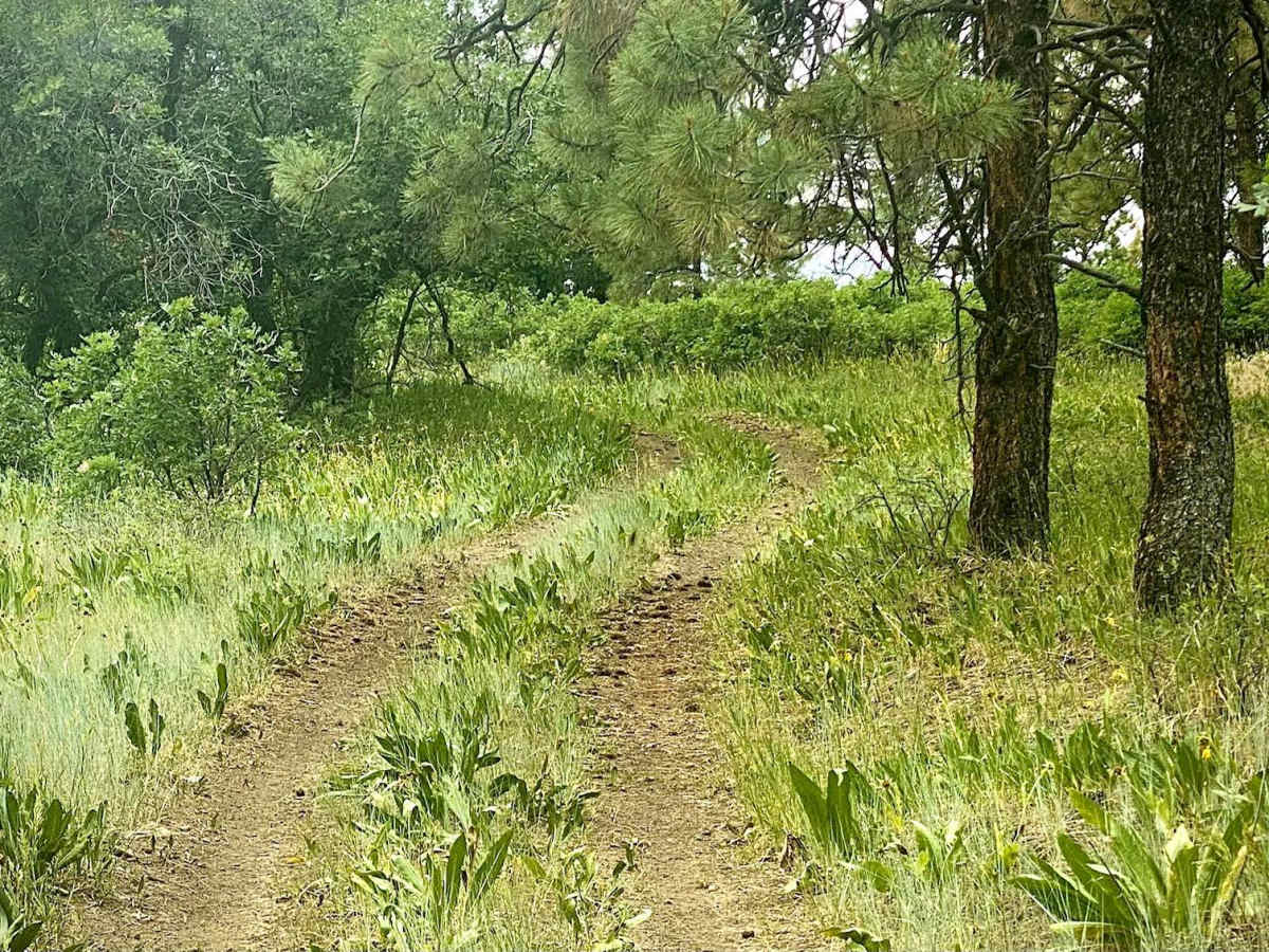 Eight Mile Mesa D-USFS Rd #651D photo 5