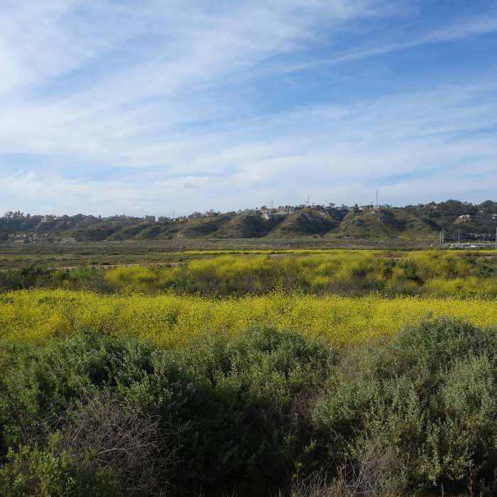Mustard blooms at San Dieguito Lagoon. Near Dust Devil Nature Trail North Loop