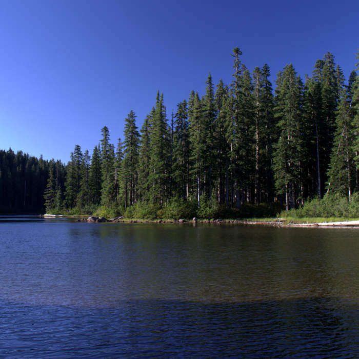 Near Thomas Lake Trail #111