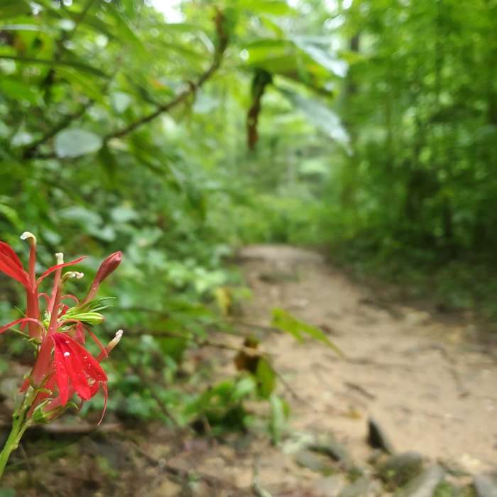 Near Pinhoti Run (Bear Creek, Pinhoti, Mountaintown Creek)