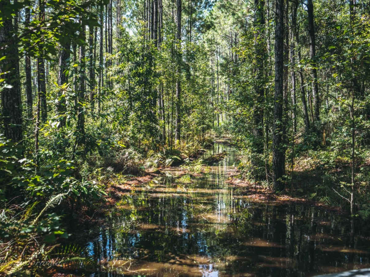 North South Spur Road - Four Creeks State Forest photo 2