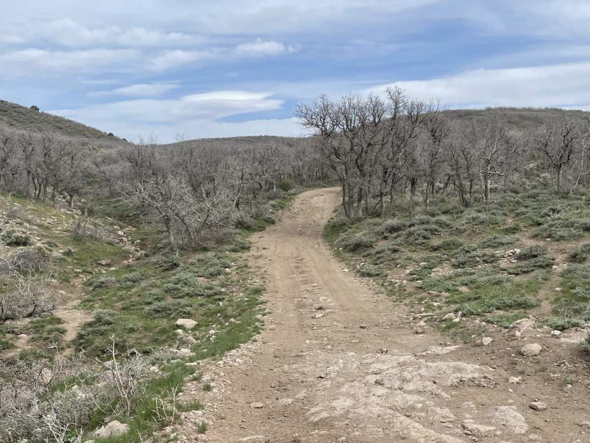 Shinbone trail photo