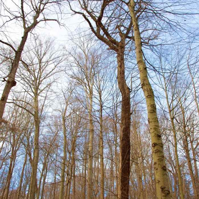 Dwarfed by the trees. Near Warren Woods