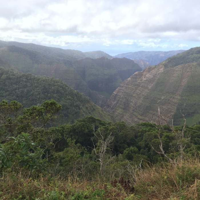 Near Alakai Swamp Trail