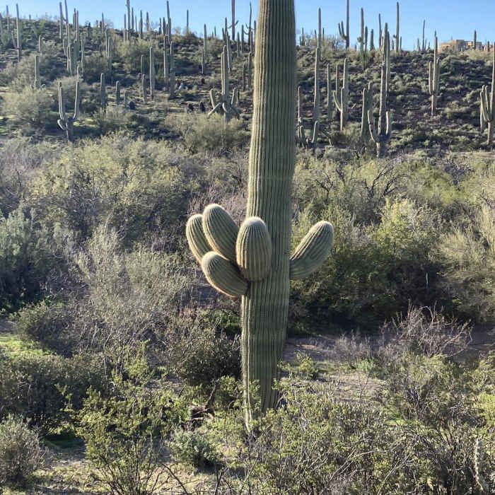 Near Wildflower Ridge Loop