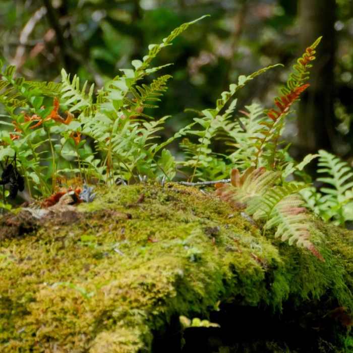Near Sky Trail Loop, Bear Valley to Mount Wittenberg