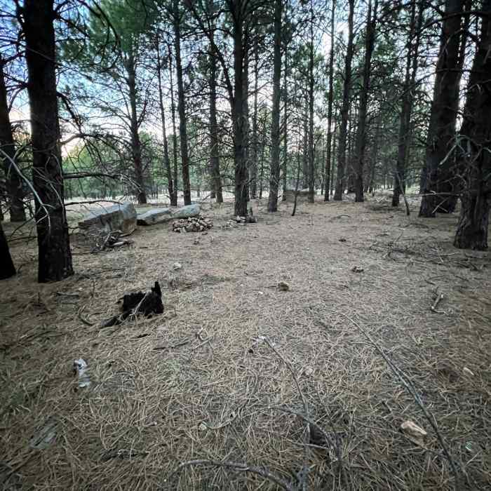 Near Rock Crossing Campground to General Springs Cabin