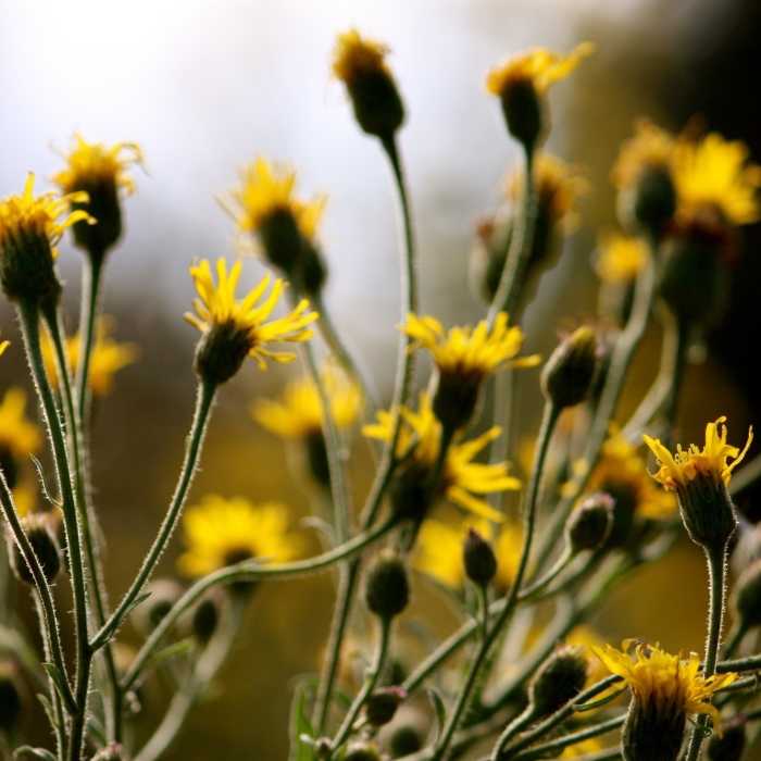 Yellow Flowers Near Western Heritage Loop