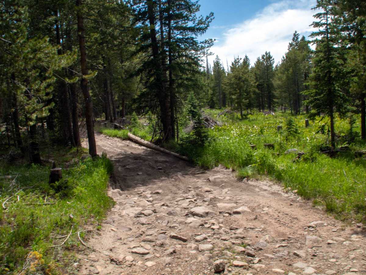 Alexander 1 - FS 80942 trail photo