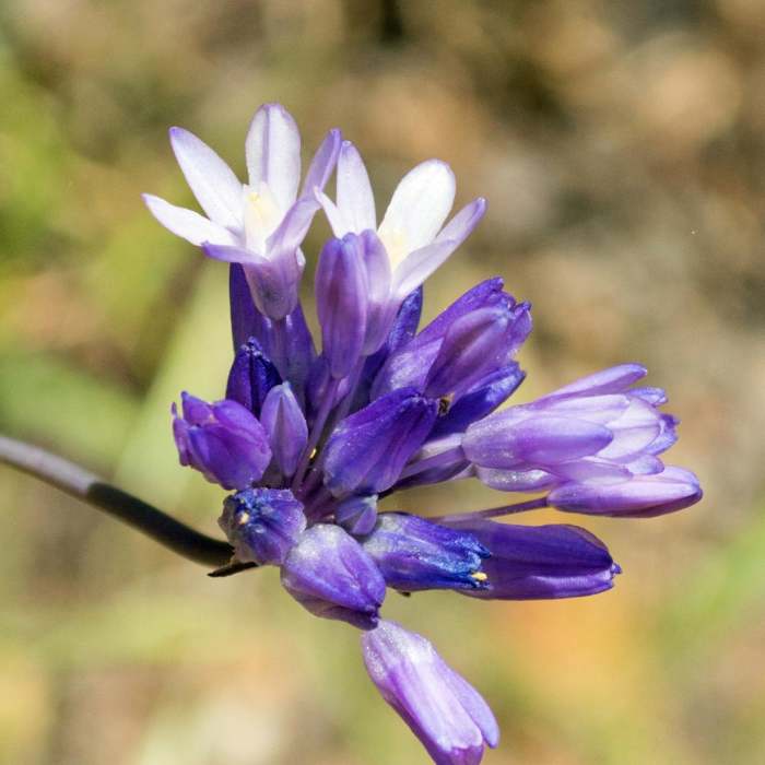 Near Horse Thief Loop + Historic Flume Trail
