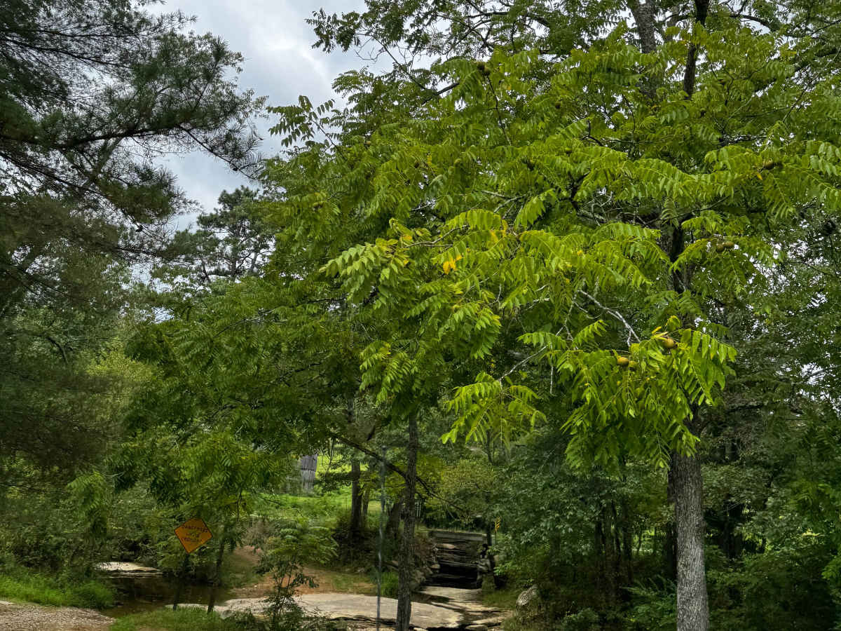 JC Trail 3 photo 5
