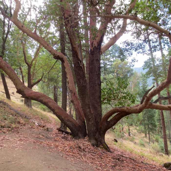 Near Waterline Trail