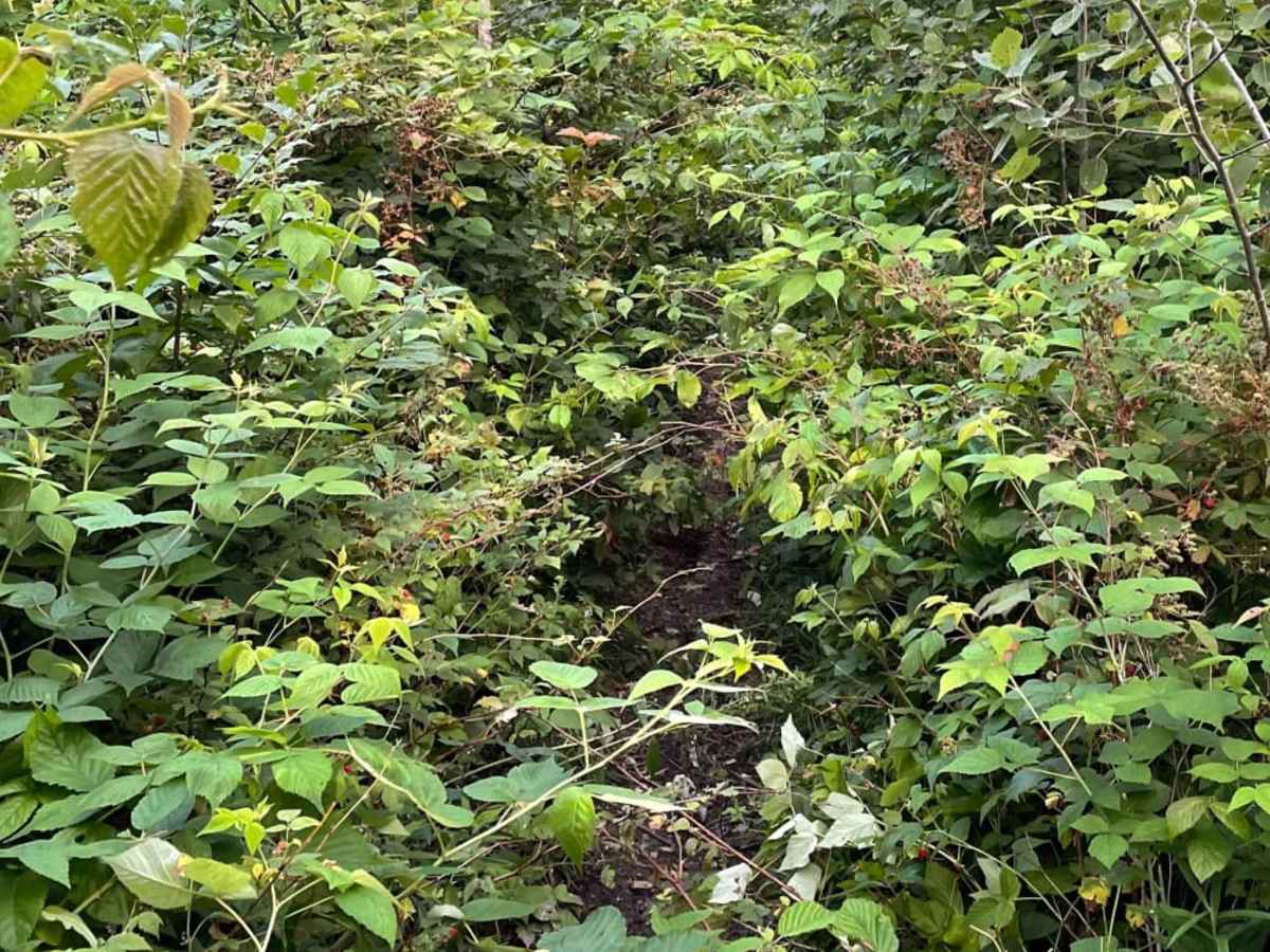 Tomahawk B Loop - Blackberry Ridge Section photo 5