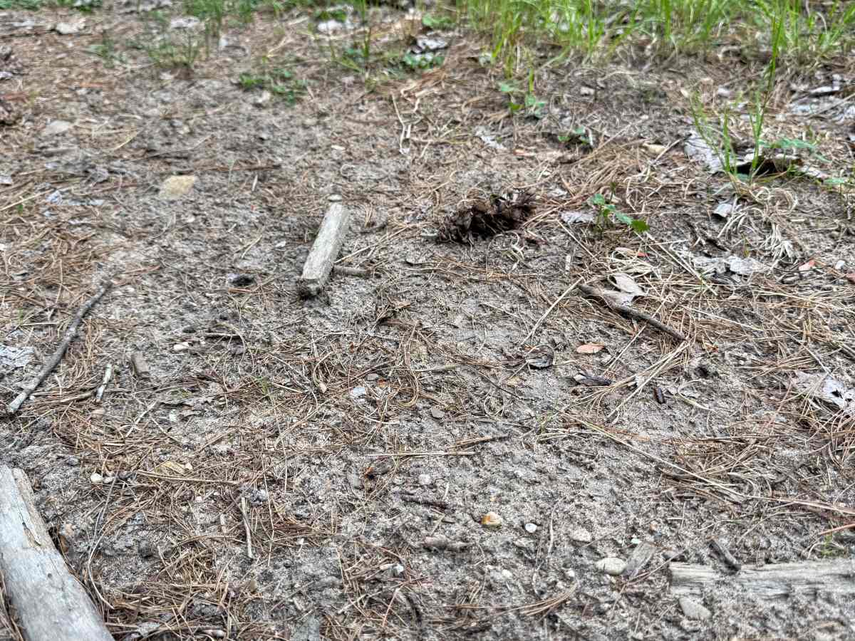 SFR 442142 Trail photo 2