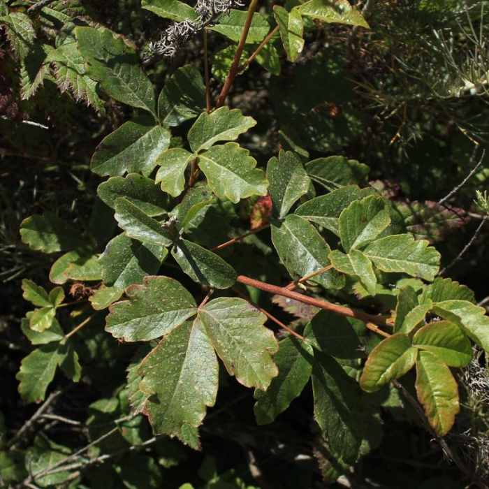Near Old Pedro Mountain Road