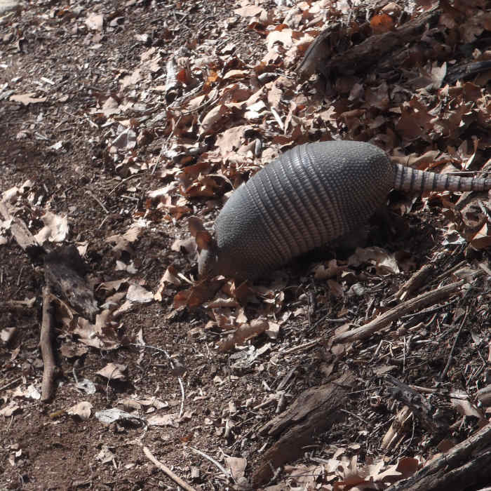 Near East Trail Route