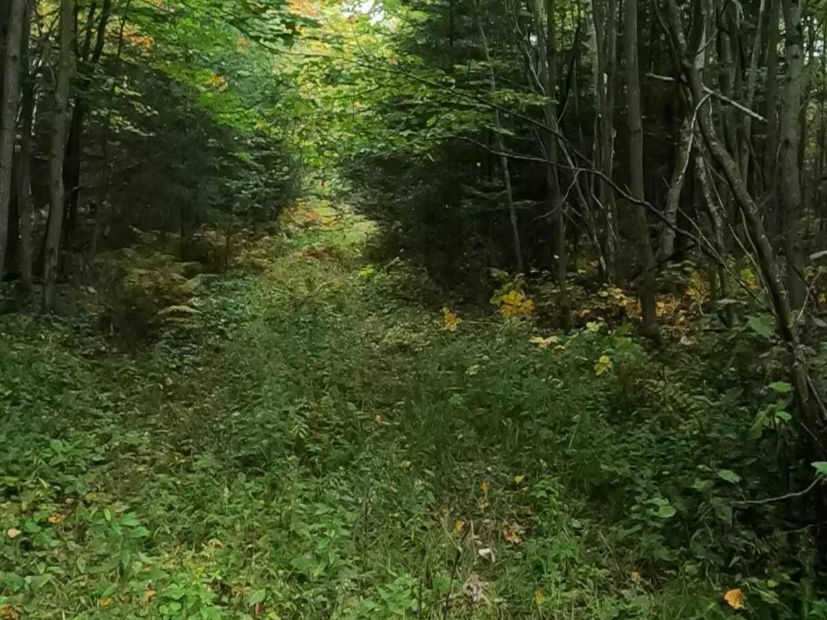 Strickler Truck Road - Grouse Loop photo 3