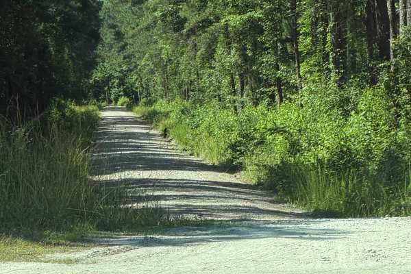 Pine Grove - FS 156