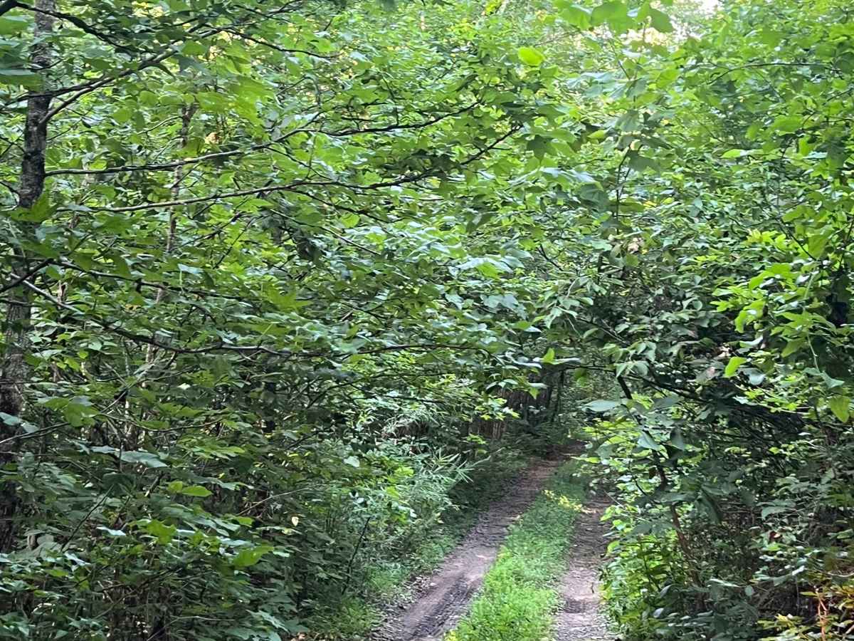 Victor Millsaps Trail  photo 2