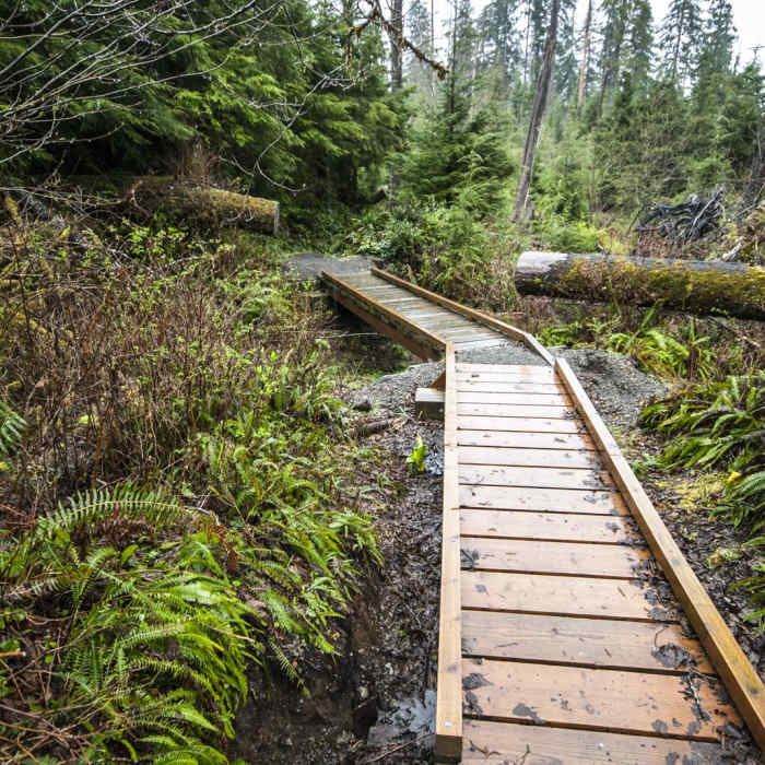 Near Quinault National Recreation Trail System, Gatton Creek Falls Loop