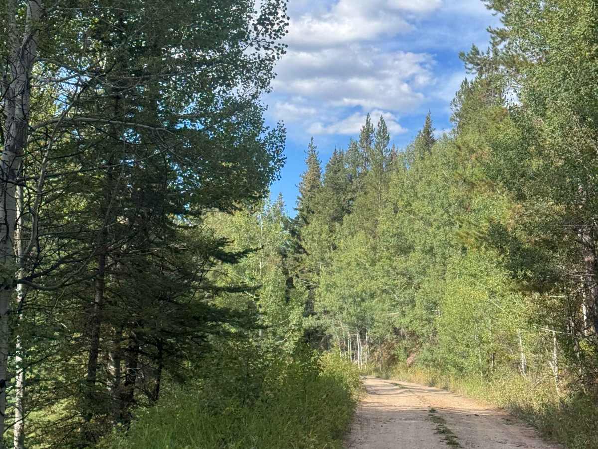 Ditch Creek Road photo 2