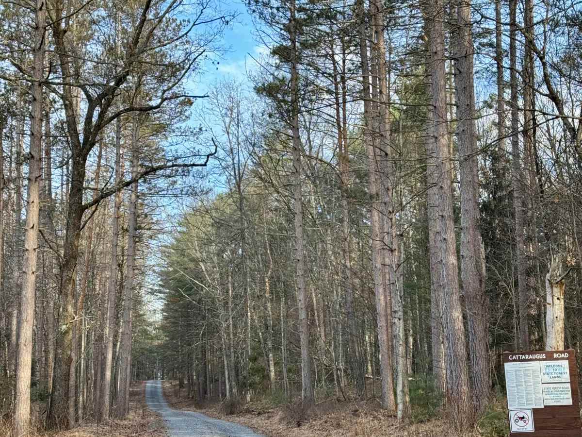 Cattaraugus Road trail photo