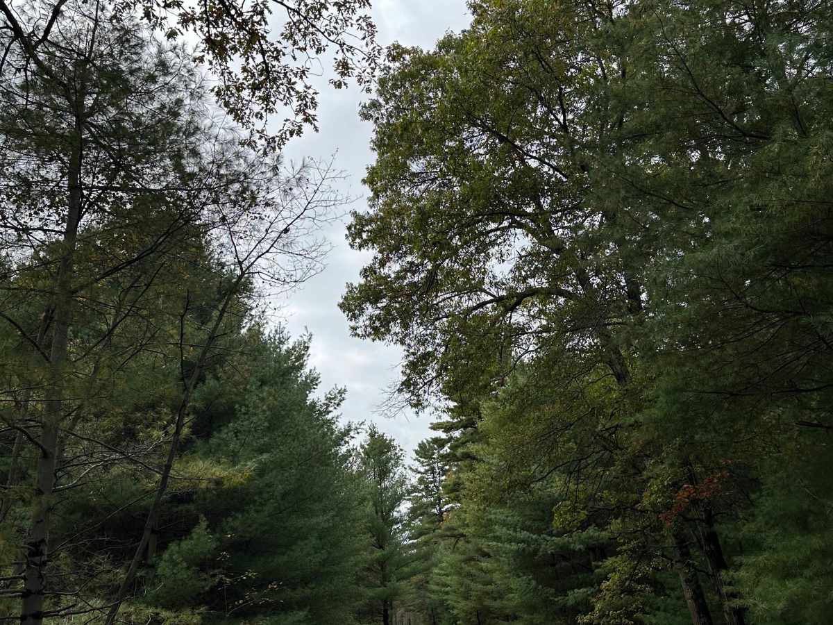 Milesburn Road trail photo