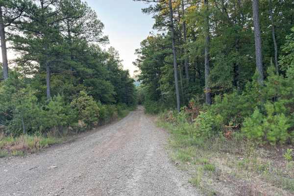 Forest Road