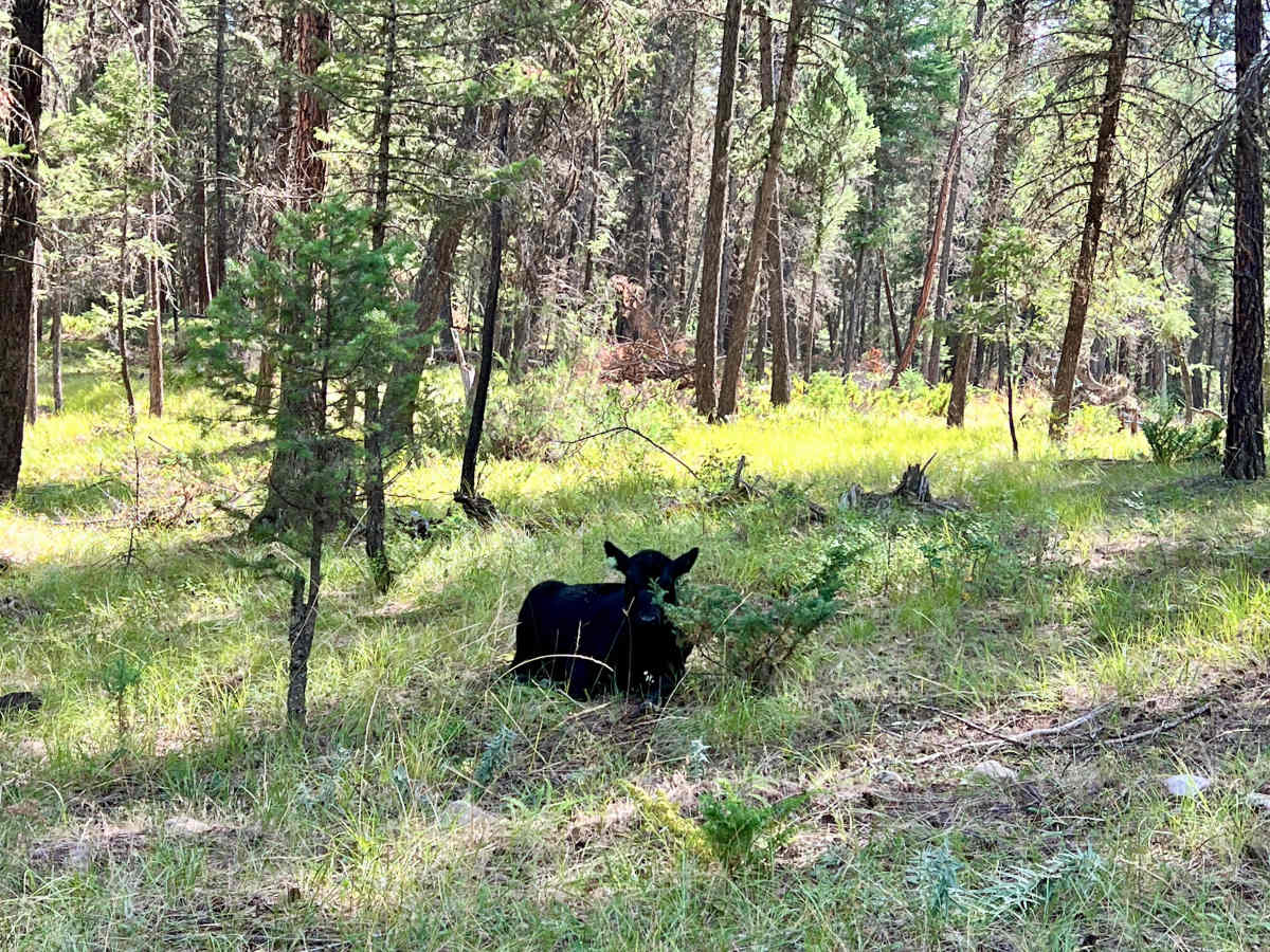 Loon Lake Recreation Area Trail photo 4