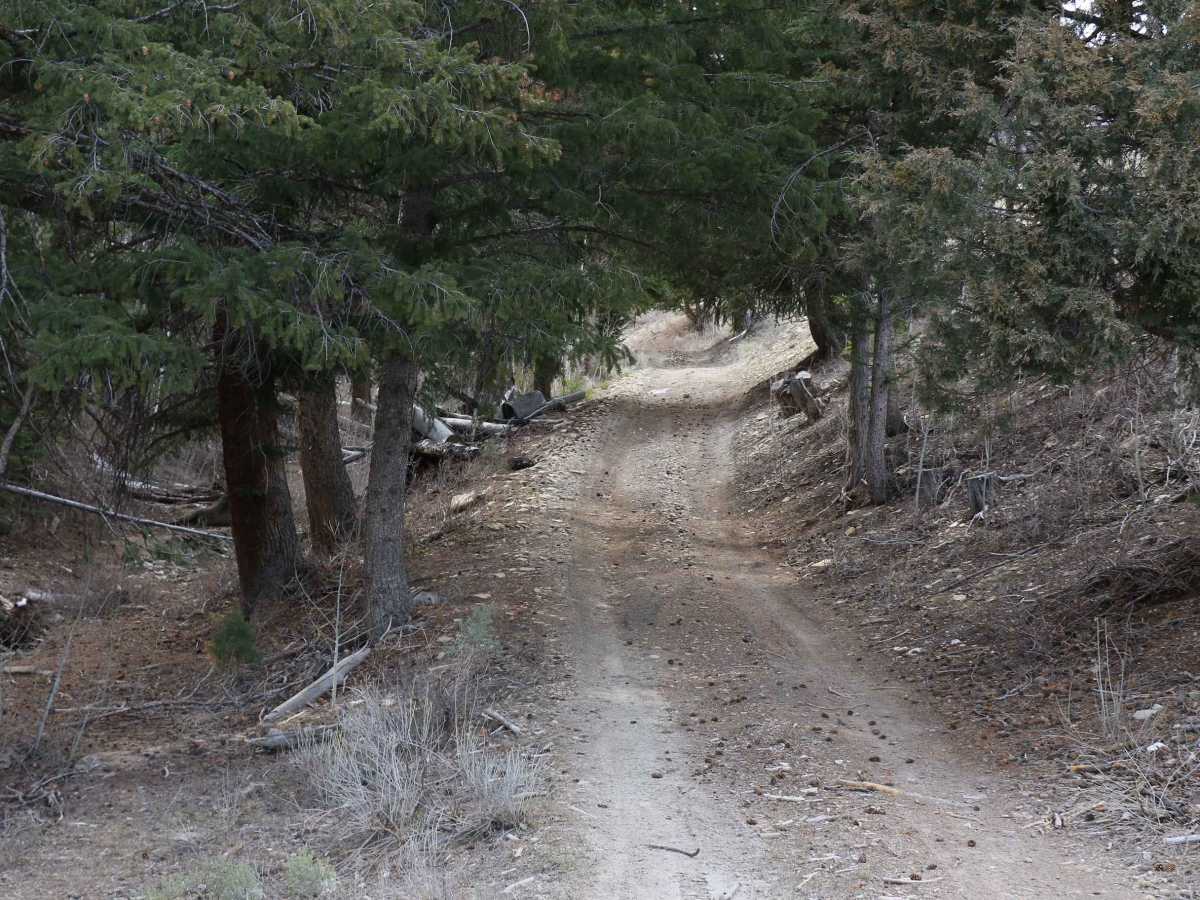 Pine Hollow - FS 10655 trail photo